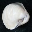 Polished Fossil Clam - Jurassic #12613-1